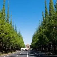 明治神宮外苑いちょう並木の写真・動画_image_244779