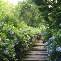 明月院（あじさい寺）の写真・動画_image_245608
