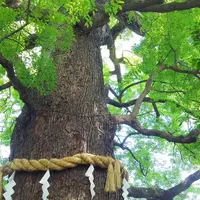 新熊野神社の写真・動画_image_245951