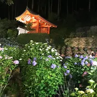 三室戸寺の写真・動画_image_246222