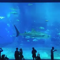 沖縄美ら海水族館の写真・動画_image_246231