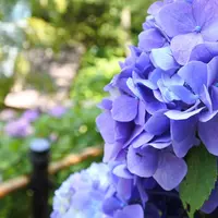 長谷寺の写真・動画_image_246379