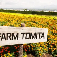 ファーム富田の写真・動画_image_246612