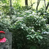 金剛寺（高幡不動尊）の写真・動画_image_246654