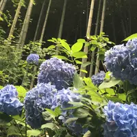 明月院（あじさい寺）の写真・動画_image_246798