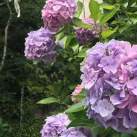 銭洗弁財天 宇賀福神社の写真・動画_image_246802
