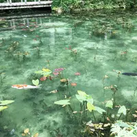 モネの池（名もなき池）の写真・動画_image_247639