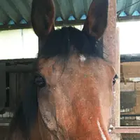 土屋乗馬クラブの写真・動画_image_250421