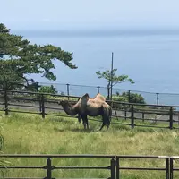 大島公園動物園の写真・動画_image_251241