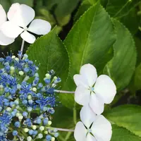椿花ガーデンの写真・動画_image_251244