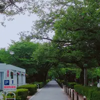 青山霊園の写真・動画_image_251305