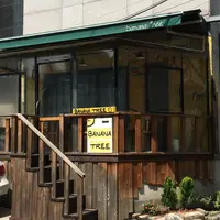 banana treeの写真・動画_image_251697