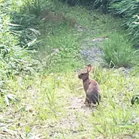 大正池の写真・動画_image_251808