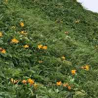 礼文島の写真・動画_image_253169