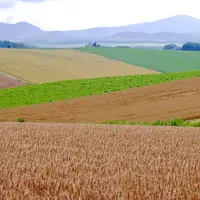 パッチワークの路の写真・動画_image_253521