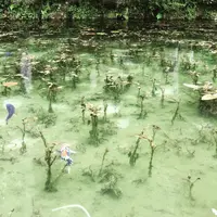 モネの池（名もなき池）の写真・動画_image_253696