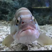 すみだ水族館の写真・動画_image_254147