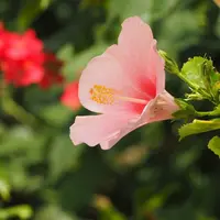 ソンチャ半島の写真・動画_image_254811