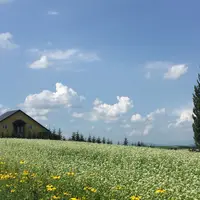 ケンとメリーの木の写真・動画_image_255090