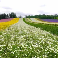 ファーム富田の写真・動画_image_255094