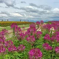 フラワーランドかみふらのの写真・動画_image_255096