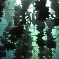 仙台うみの杜水族館の写真・動画_image_256785