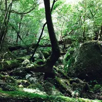 ヤクスギランド（屋久島自然休養林）の写真・動画_image_258418