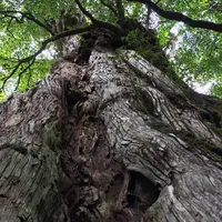 紀元杉の写真・動画_image_258429