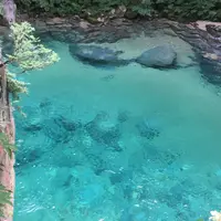 阿寺渓谷の写真・動画_image_259086