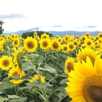 明野サンフラワーフェスティバル浅尾新田会場の写真・動画_image_259473