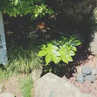 旧今井家住宅・美濃史料館の写真・動画_image_259897