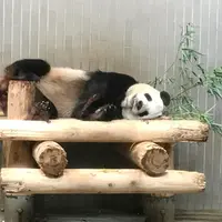 上野動物園の写真・動画_image_260839