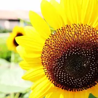 長井海の手公園ソレイユの丘の写真・動画_image_260974