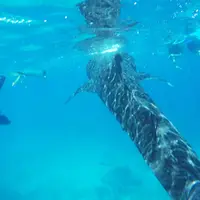 セブ島の写真・動画_image_262004