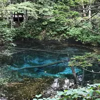 神の子池の写真・動画_image_262962
