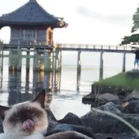 浮御堂（海門山満月寺）の写真・動画_image_263825