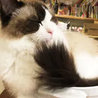 猫喫茶 空陸家 下北沢店の写真・動画_image_263858