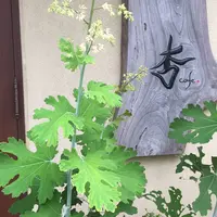 杏Cafeの写真・動画_image_264974