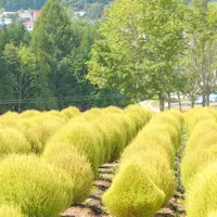 ひるがの高原コキアパークの写真・動画_image_265724