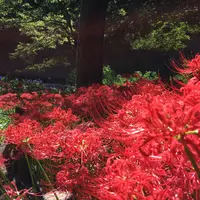 曼珠沙華公園の写真・動画_image_268190