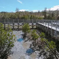 島尻のマングローブ林の写真・動画_image_268474