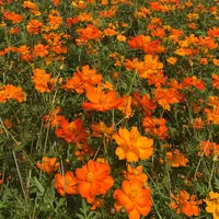 山中湖花の都公園の写真・動画_image_269005