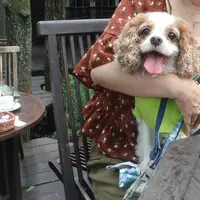 レストラン ペニーレイン（RESTAURANT PENNY LANE）那須店の写真・動画_image_269311