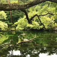 五色沼の写真・動画_image_269586