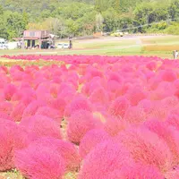 ひるがの高原コキアパークの写真・動画_image_271368