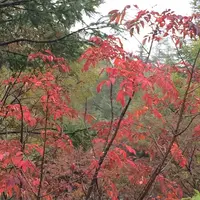 草津白根山の写真・動画_image_271794