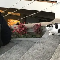 谷中ぎんざ（谷中銀座商店街）の写真・動画_image_272219