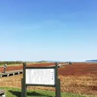 卯原内サンゴ草群生地の写真・動画_image_273496