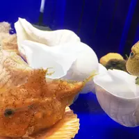 オホーツク流氷館の写真・動画_image_273503