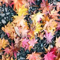 戸隠神社中社の写真・動画_image_275394